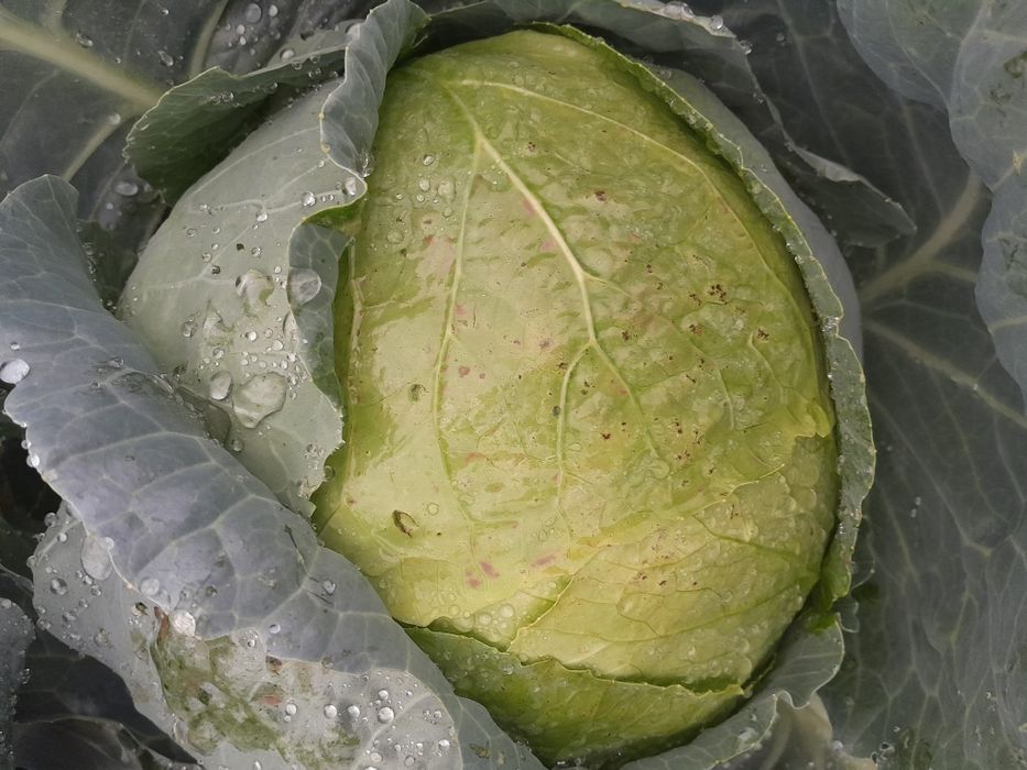 Vând varza românească