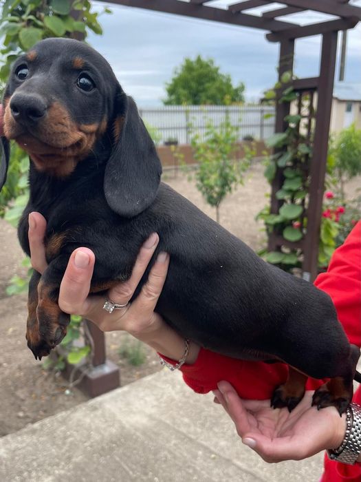 Cățel teckel femela