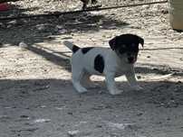 Jack russell terrier
