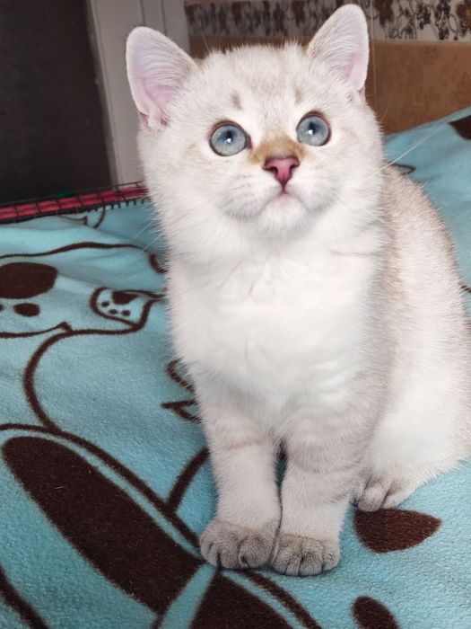 British shorthair Black golden ticked  point.