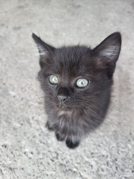 Donez doi motănei și trei pisicuțe