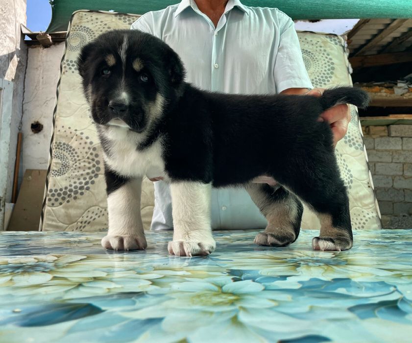 Щенок алабая ( Супер Гигант )