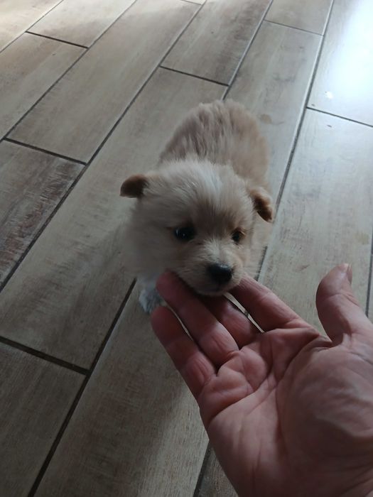 Собачка девочка полтора месяца