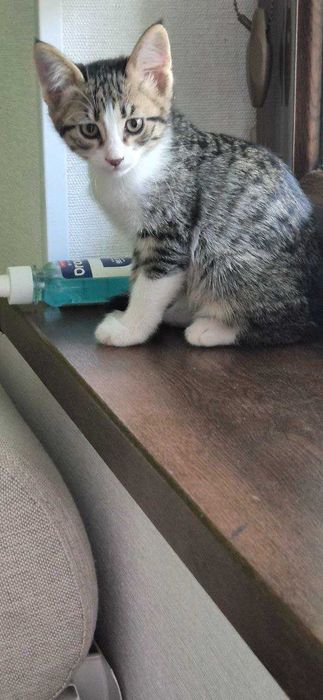 Отдам котят в хорошие, добрые руки.