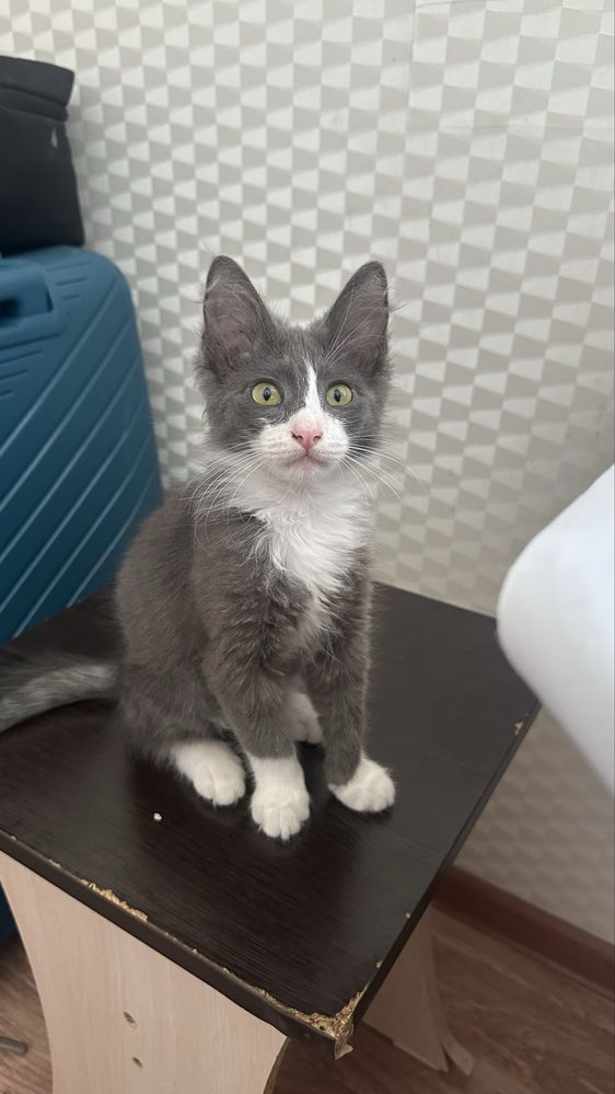 Котенок кішкентай Мысық