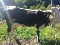 Vand vaca cu vitel