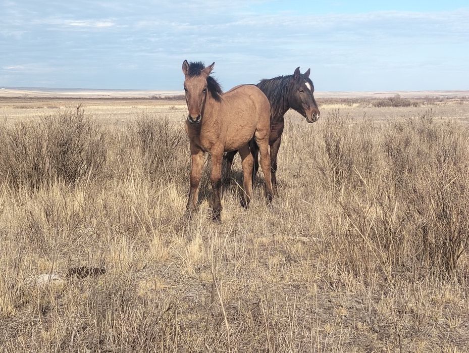 Мұғалжар еркек жабағылар