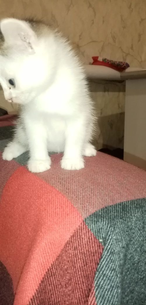 Котики в добрые руки