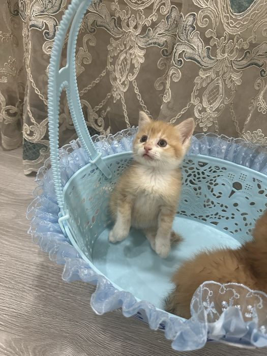 Продам милых котят