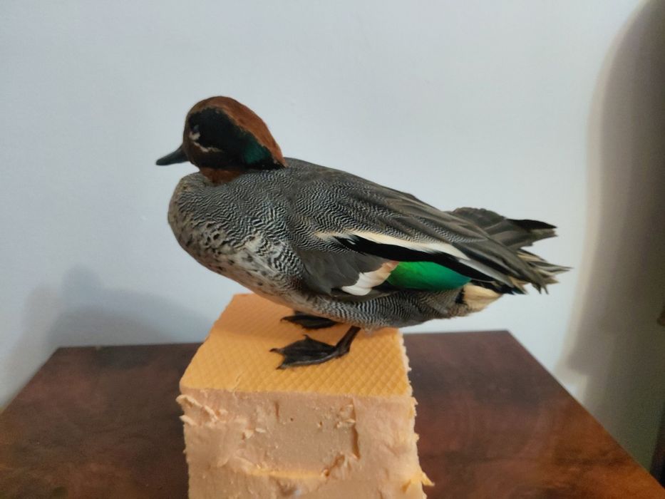 Mascul rata mica impaiat, taxidermie