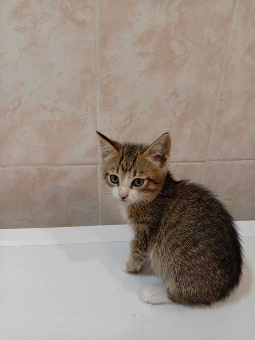 Котята-крысоловы в хорошие руки! Отлично ловят мышей!