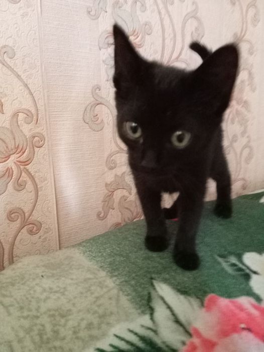 Отдам бесплатно котенка
