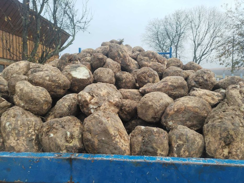 Sfecla de zahăr 0,30 de bani kg