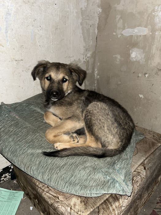 Отдам щенка в добрые руки