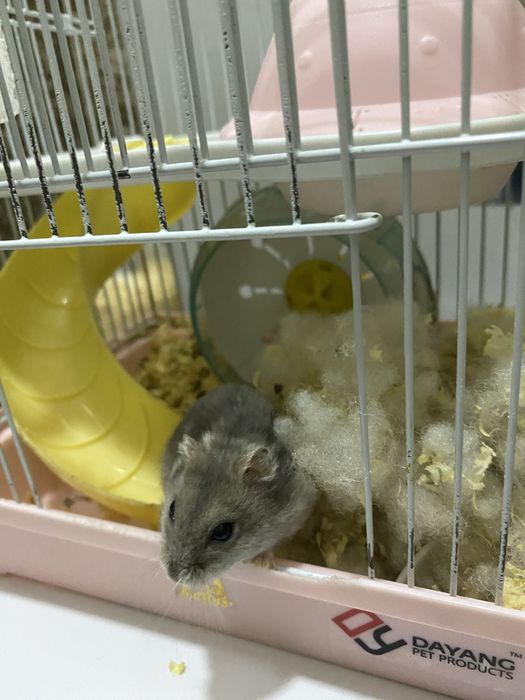 Домашний Хомяк с клеткой серого цвета , очень милый