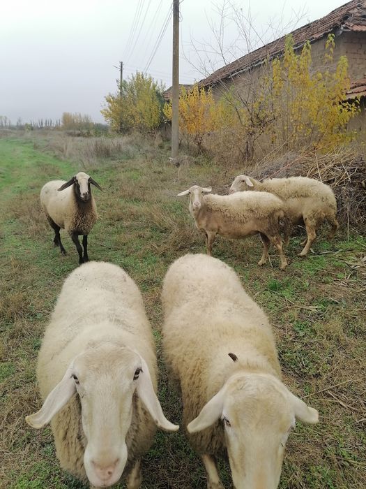 Продавам редовни овце