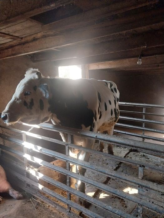 Продам быка породы голштейн-фриская