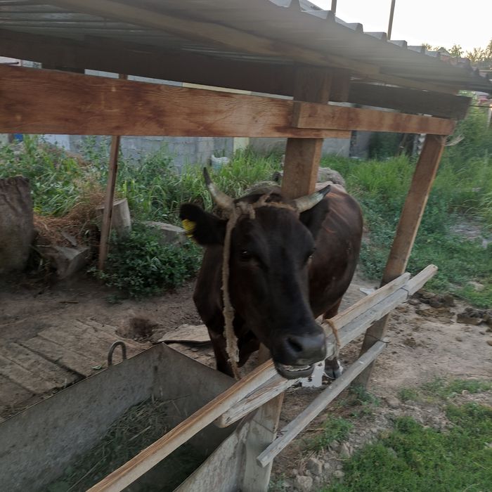 Сийыр 3 жасар мал