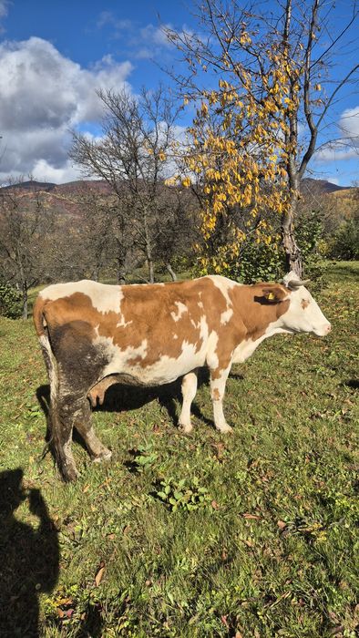 Vând vaca.    .     .