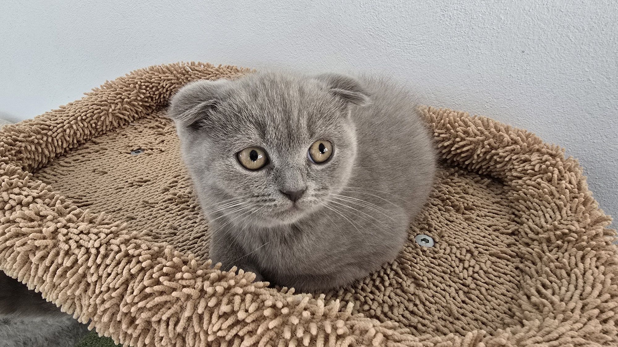 Pisici british shorthaire