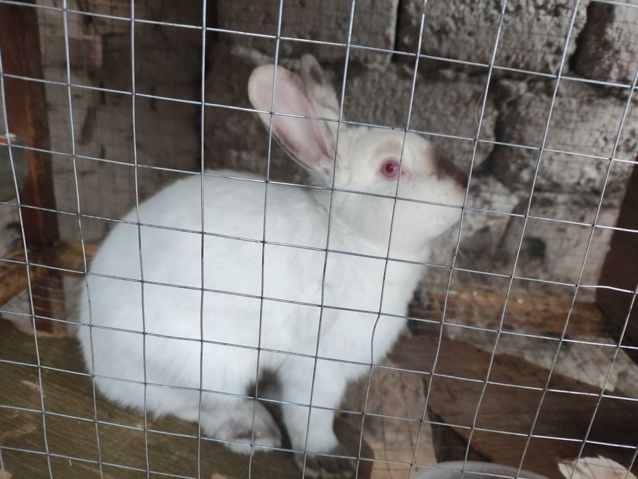 Фландр ва Калифорния тоза конли куёнлар сотилади