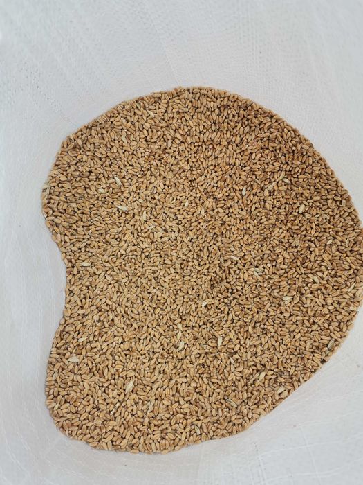 Vând grâu calitate foarte bună