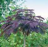 Albizia verde floare roz si Albizia summer Chocolate