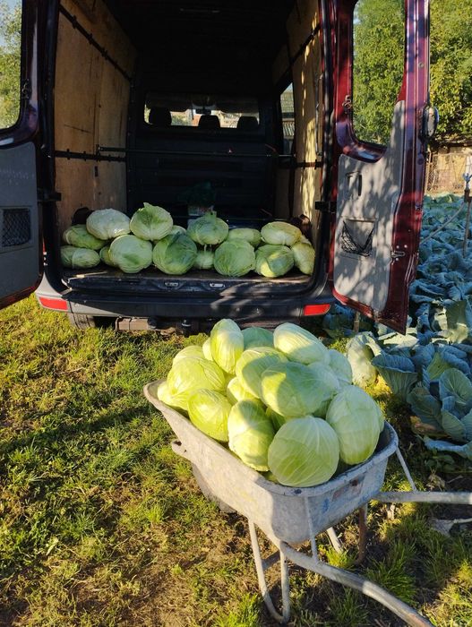 Varză plată de toamnă