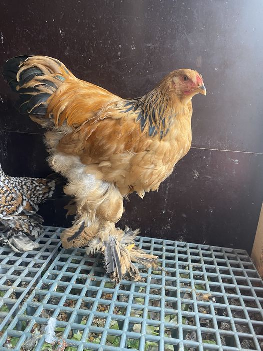 Gaini brahma, mii de flori portelan, mii de flori lavanda