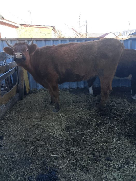 Продам корову , молодая , можно на мясо можно на развод