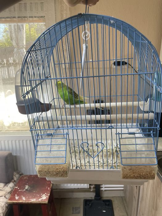 Peruș mascul culoare verde