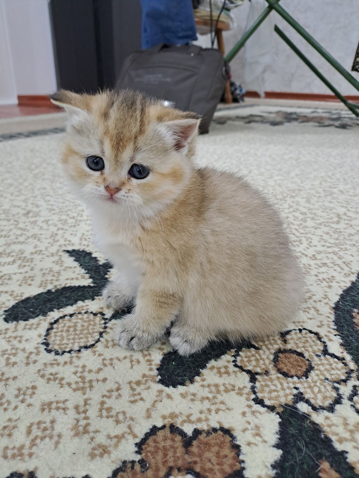 Котёнок Золотая шиншила,  девочка