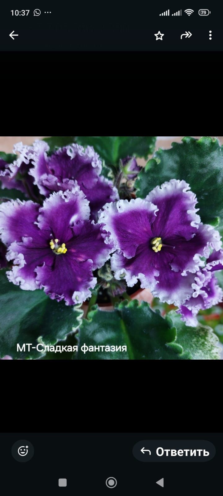 Фиалка сортовая листочки