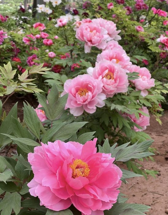 semințe de bujori -20 de semințe