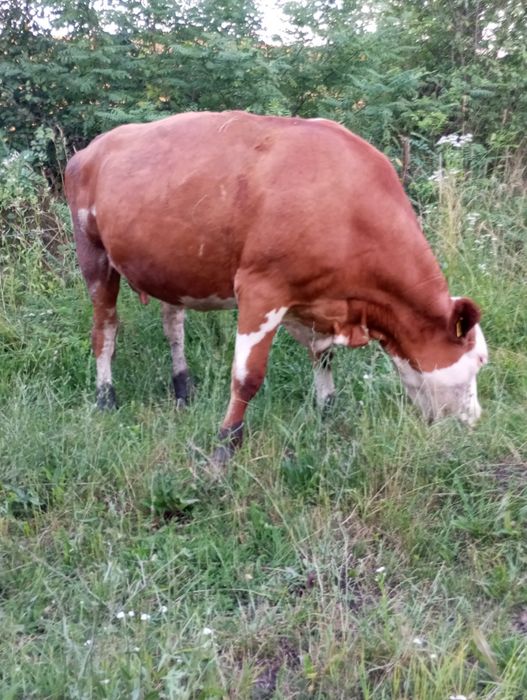 De vzare vacă de lapte
