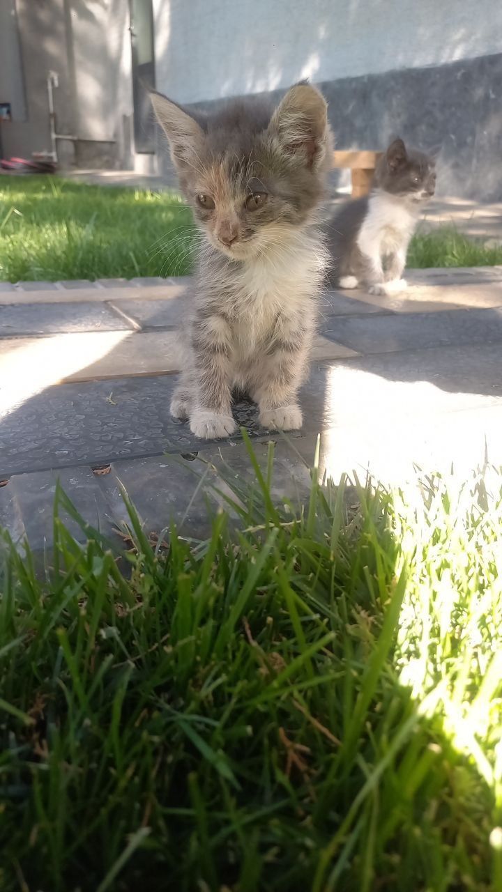 Классные котята 2,5 месяца