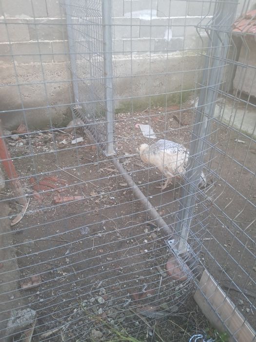 Паун мъжки индийски 4 годишен