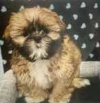 Shih tzu baietel vacinat 600 lei