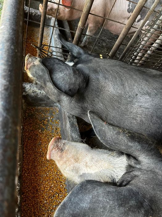 Vând berbec.          .