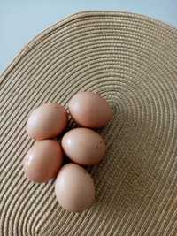 Ou gaina de casă