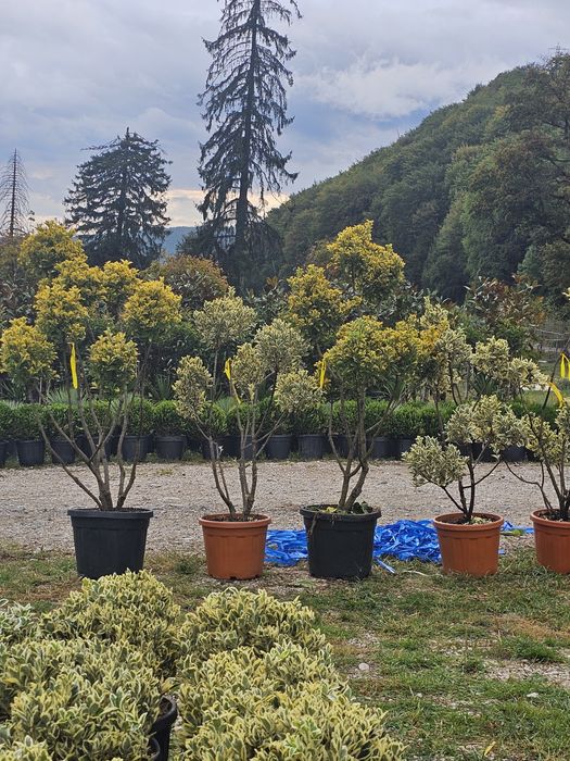 Plante ornamentale de orice tip diferite dimensiuni de extra calitate