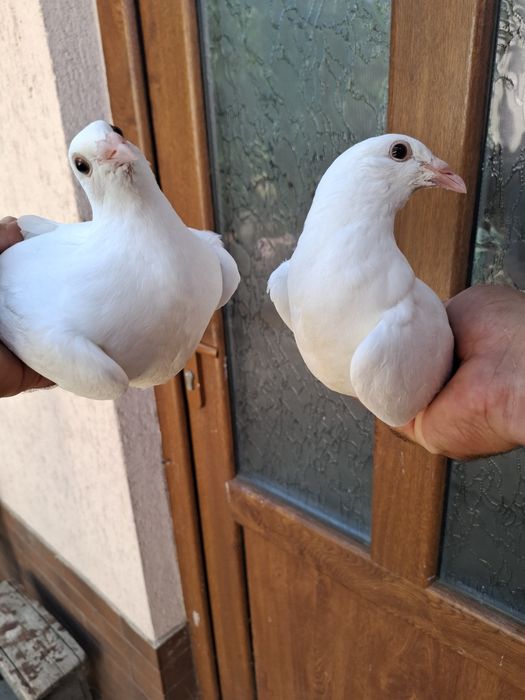Porumbei voiajori albi