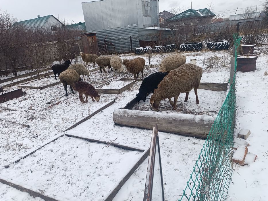 Овцы продам хорошие