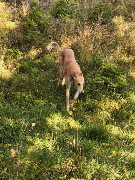 Vând cățea ogar ...