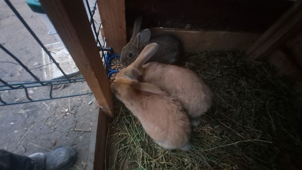 De vanzare o femela berbec si 9 pui de doua luni 3 femele si 6 masculi