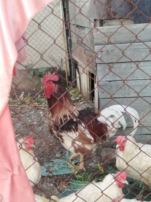 Срочно продам петуха