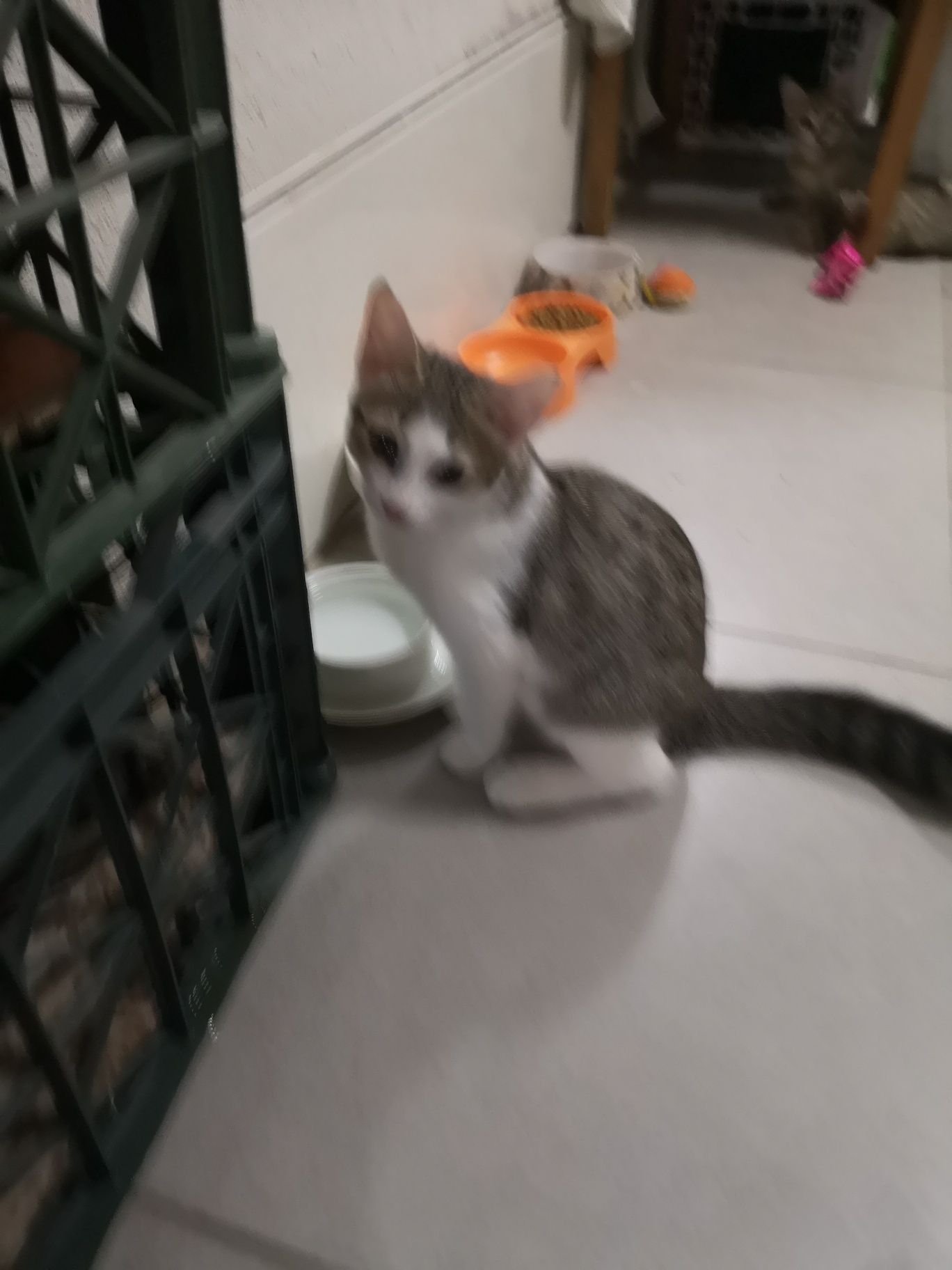 Котёнка в любящую семью
