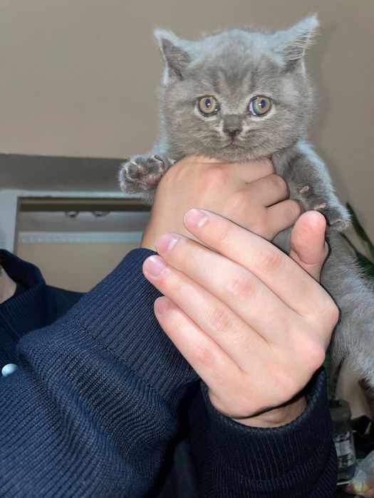 Продаются котята скотиш страйт мальчики