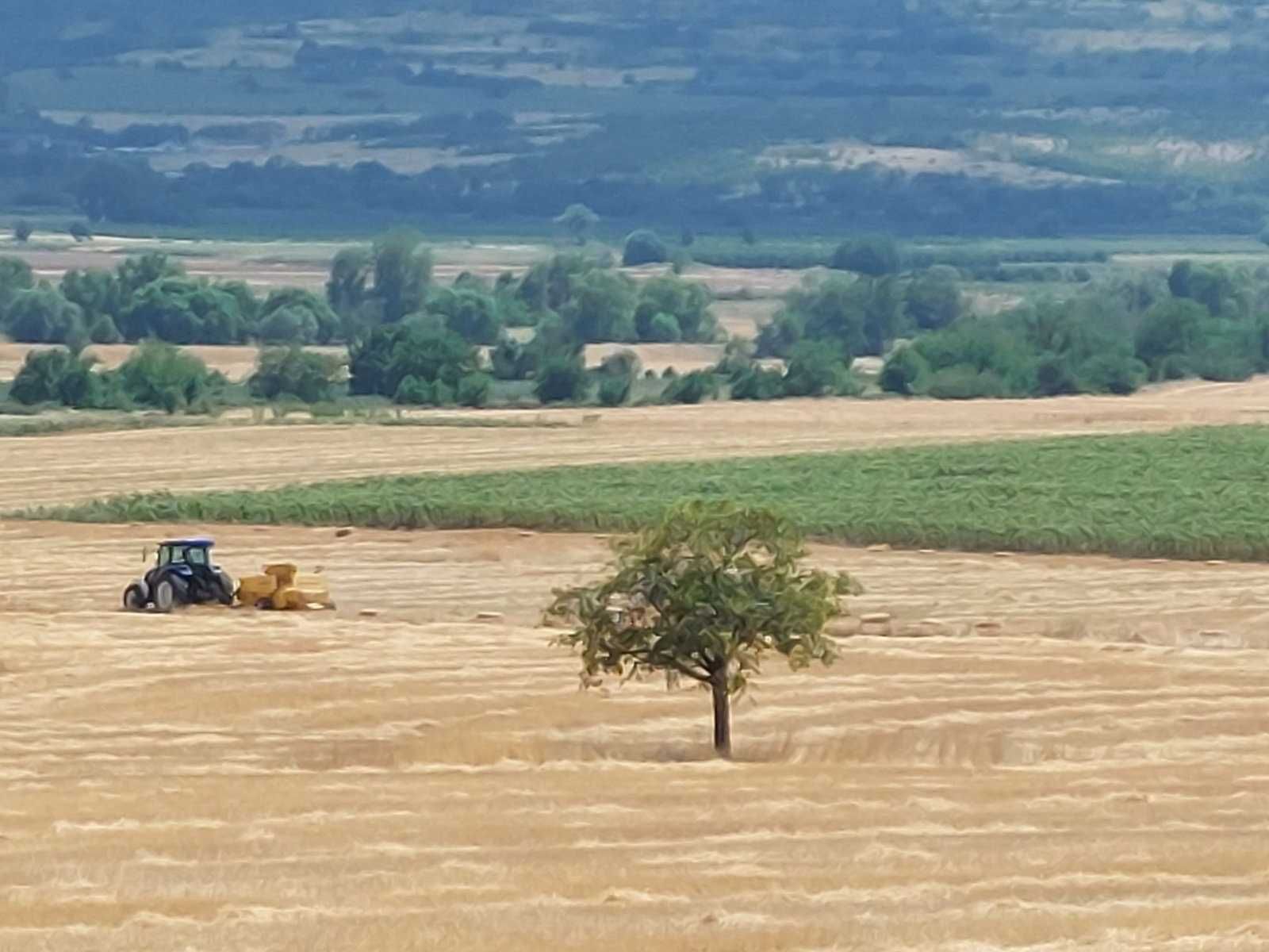 Ечемик малки бали област Пазарджик