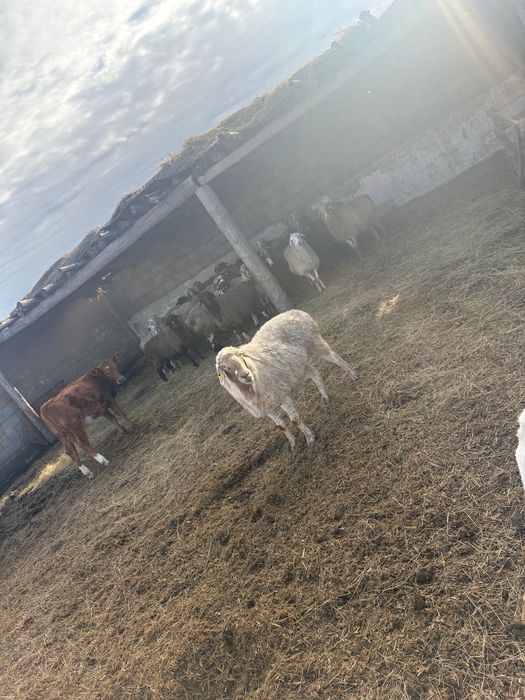 Продам крупную справную матку